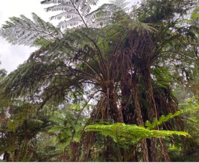 Sphaeropteris cooperi
