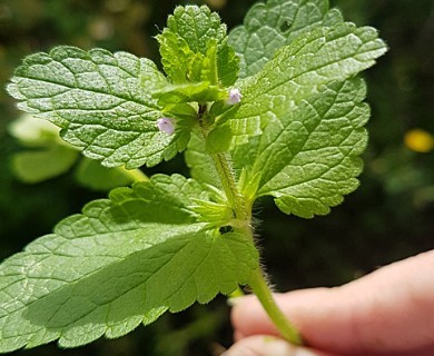 Stachys arvensis