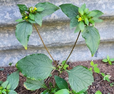 Synedrella nodiflora