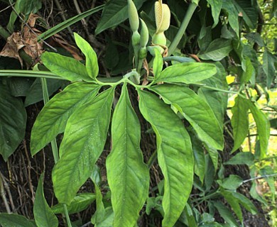 Syngonium podophyllum
