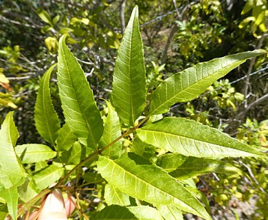 Tecoma stans