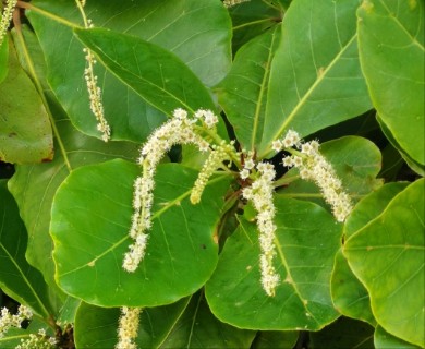 Terminalia catappa