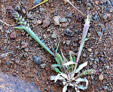 Tragus berteronianus