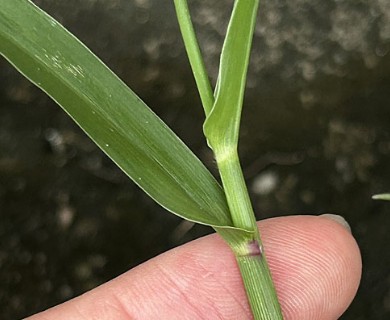 Urochloa distachyos