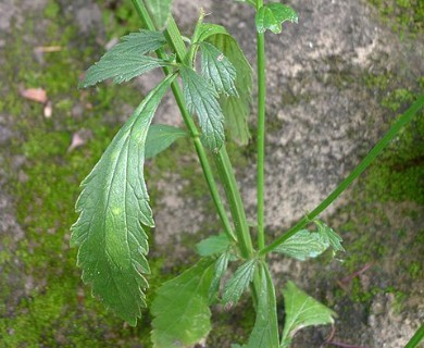 Verbena litoralis
