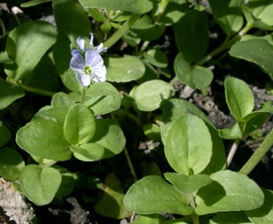 Veronica serpyllifolia