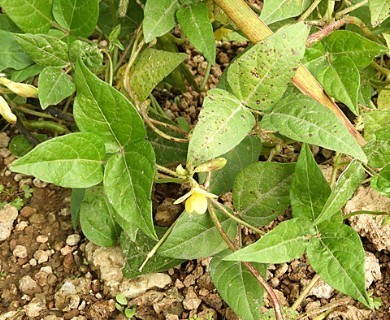 Vigna luteola
