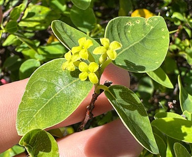 Wikstroemia oahuensis