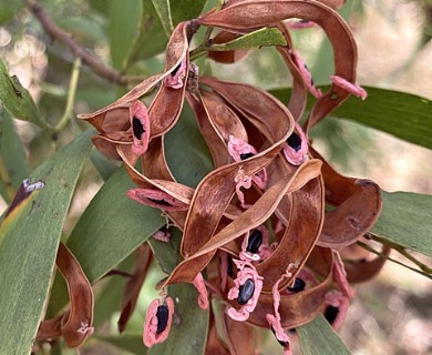 Acacia melanoxylon