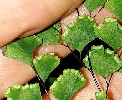 Adiantum capillus-veneris