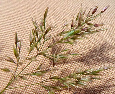 Agrostis stolonifera