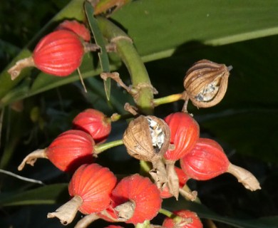 Alpinia zerumbet