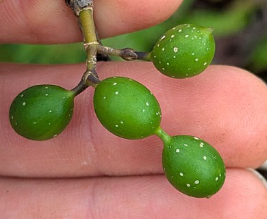 Alyxia stellata
