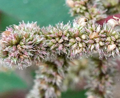 Amaranthus viridis