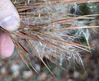 Anatherum glomeratum