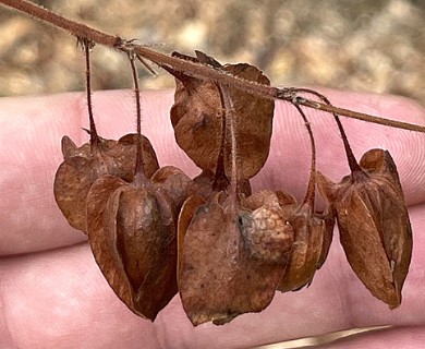 Antigonon leptopus