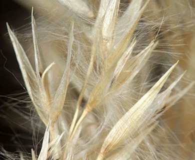 Arundo donax