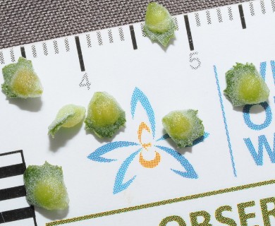 Atriplex muelleri
