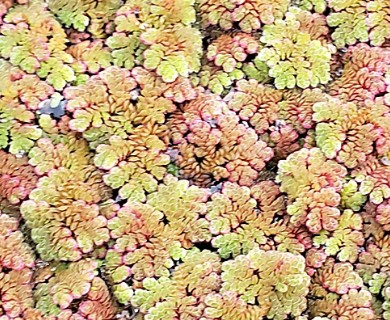 Azolla filiculoides