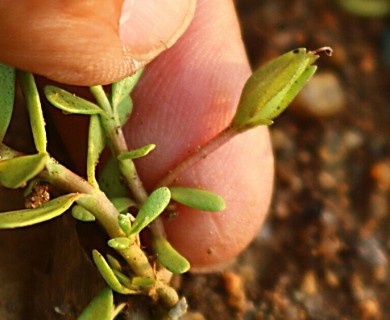 Bacopa monnieri