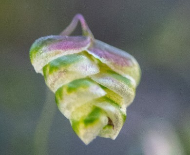Briza minor