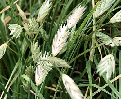 Bromus catharticus