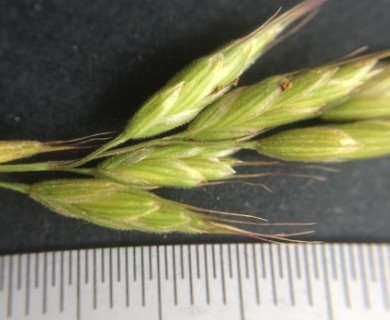 Bromus hordeaceus
