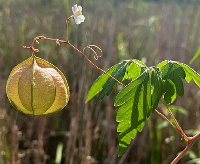Cardiospermum halicacabum