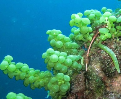 Caulerpa racemosa