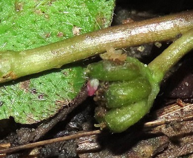 Centella asiatica