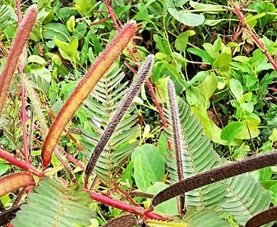 Chamaecrista nictitans