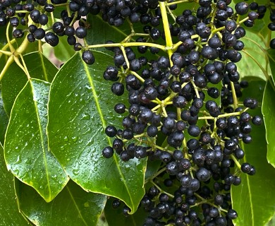 Cheirodendron trigynum