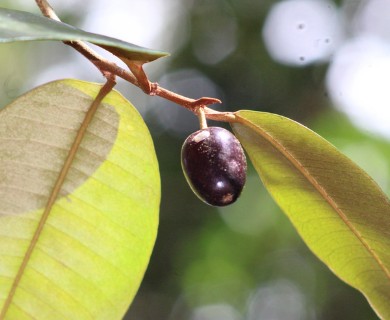 Chrysophyllum oliviforme