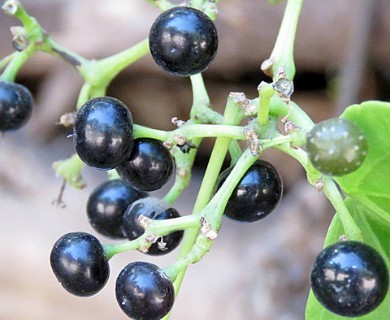 Cissus verticillata