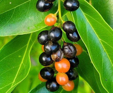 Citharexylum spinosum