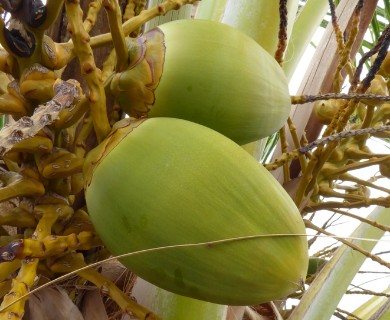 Cocos nucifera