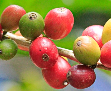 Coffea arabica