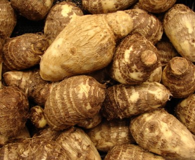 Colocasia esculenta