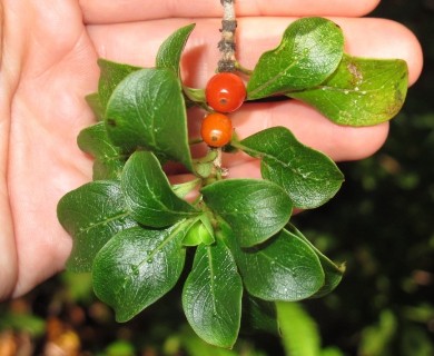 Coprosma ochracea