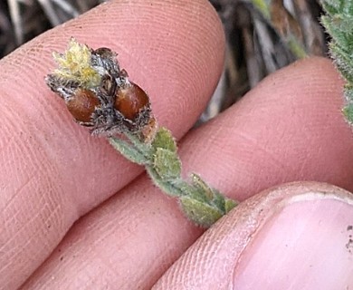 Cressa truxillensis