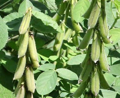 Crotalaria incana
