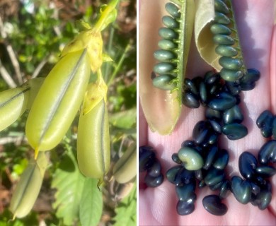 Crotalaria spectabilis