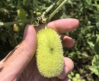 Cucumis dipsaceus