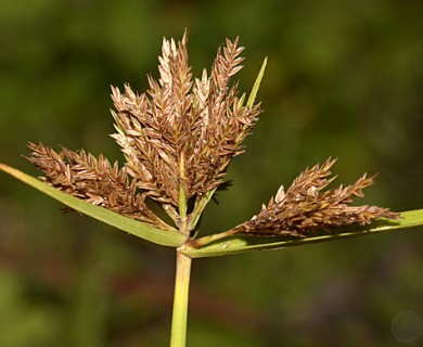 Cyperus polystachyos