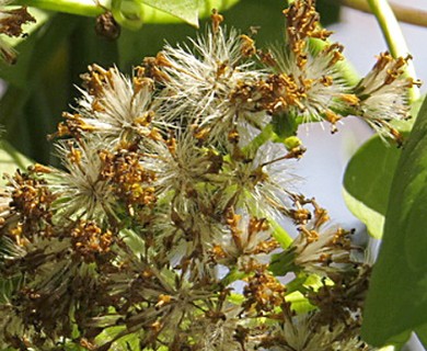 Delairea odorata
