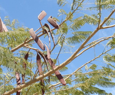 Delonix regia