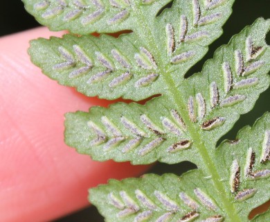 Deparia petersenii