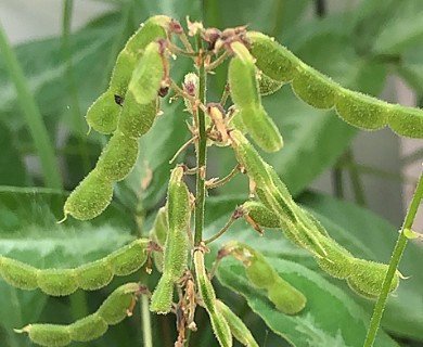 Desmodium incanum