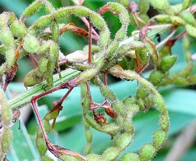 Desmodium intortum