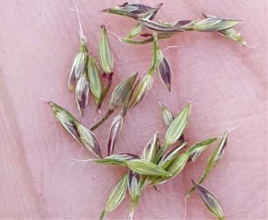 Digitaria ciliaris
